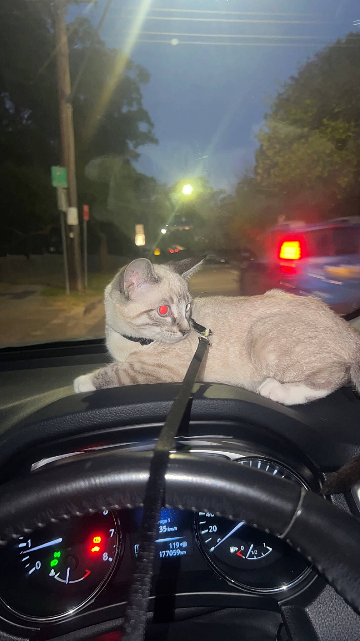 Suki joined the competition — help win amazing prizes! asphalt, automotive_design, automotive_exterior, automotive_lighting, automotive_mirror, automotive_tire, black, car, gauge, headlamp, land_vehicle, light, mode_of_transport, motor_vehicle, road_surface, sky, speedometer, steering_wheel, tree, vehicle