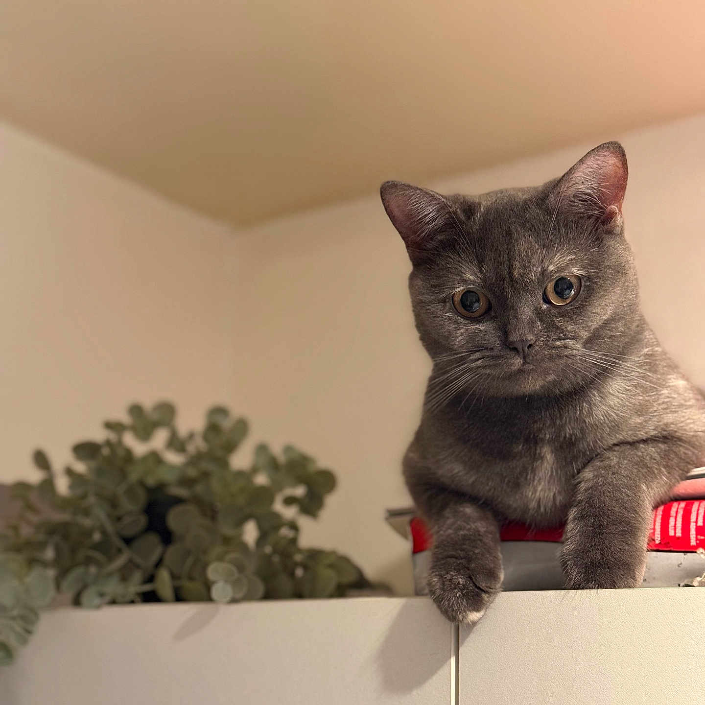 Shadow a rejoint le concours — aidez-le/la à gagner de superbes lots ! abyssinian, animal, cat, cookware, flower, flowerarrangement, flowerbouquet, jar, kitten, manx, pet, plant, planter, pot, pottedplant, pottery, shelf, siamese, vase, wood
