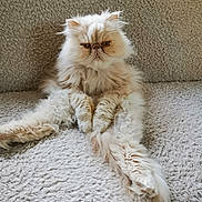 Ollaf participe au concours pour gagner de l'argent avec cette photo : cat, persian_cat, fluffy, cream_color, sitting, relaxed, indoor, pet, feline, long_hair, cute, grumpy_face, soft_texture, blanket, fur, whiskers, paws, animal, domestic_cat, cozy