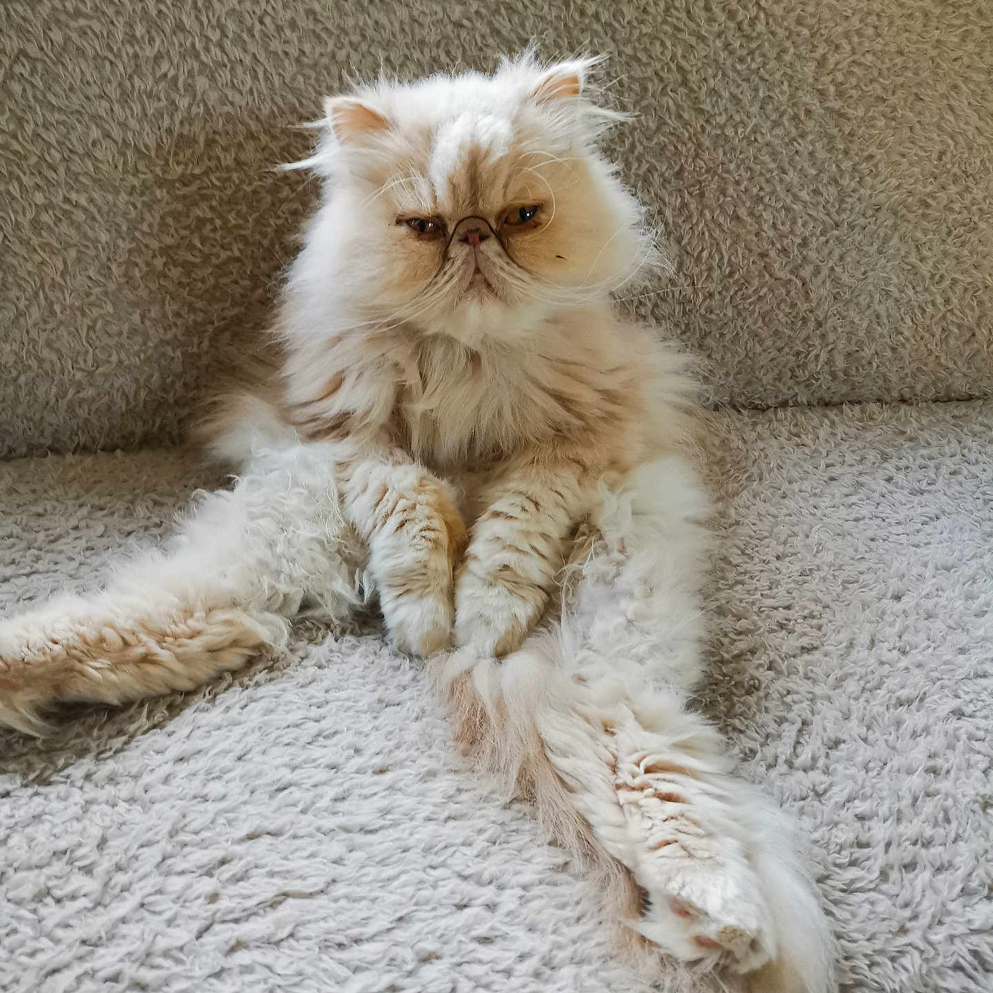 Ollaf participe au concours pour gagner de l'argent avec cette photo : animal, blanket, cat, cozy, cream_color, cute, domestic_cat, feline, fluffy, fur, grumpy_face, indoor, long_hair, paws, persian_cat, pet, relaxed, sitting, soft_texture, whiskers