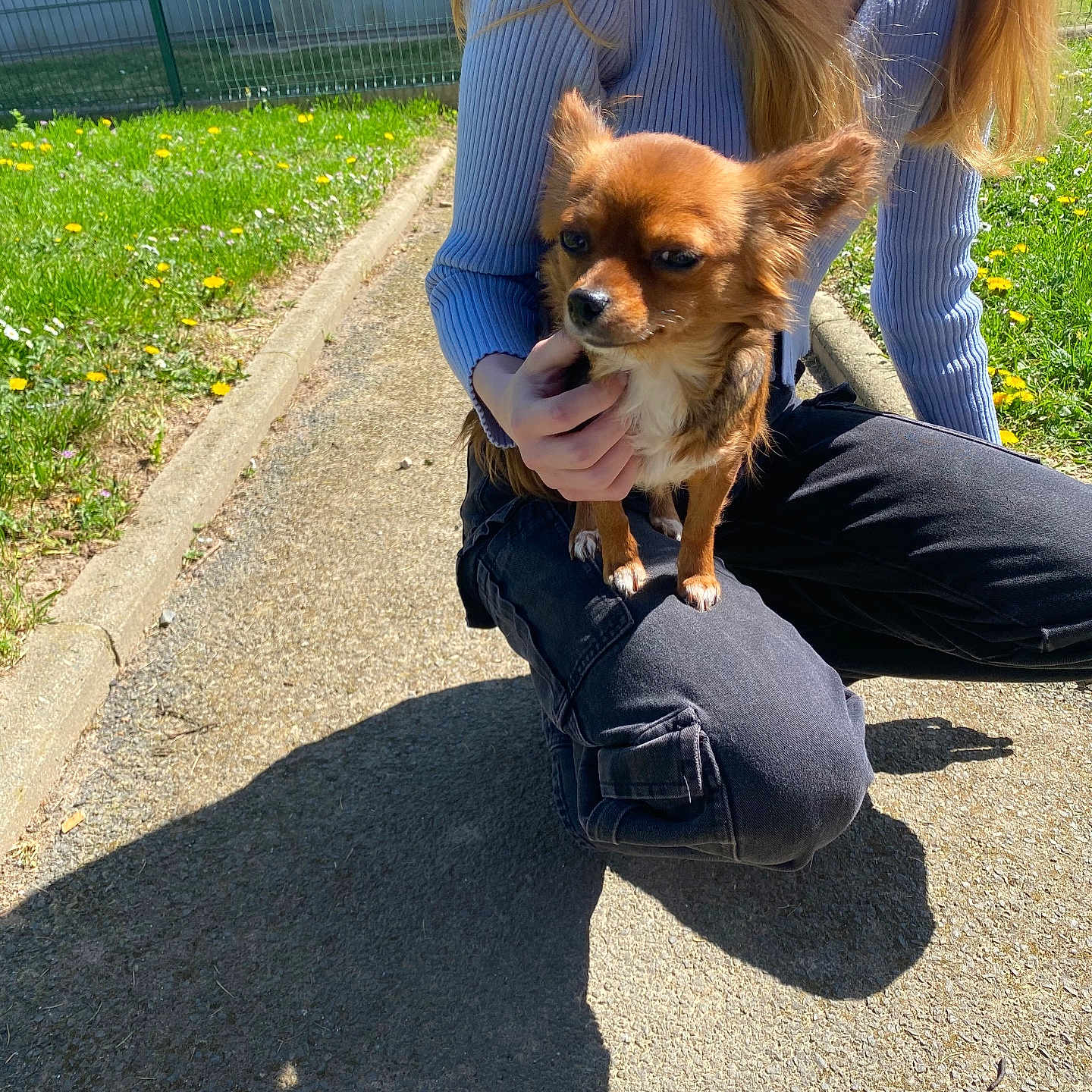 Puppy