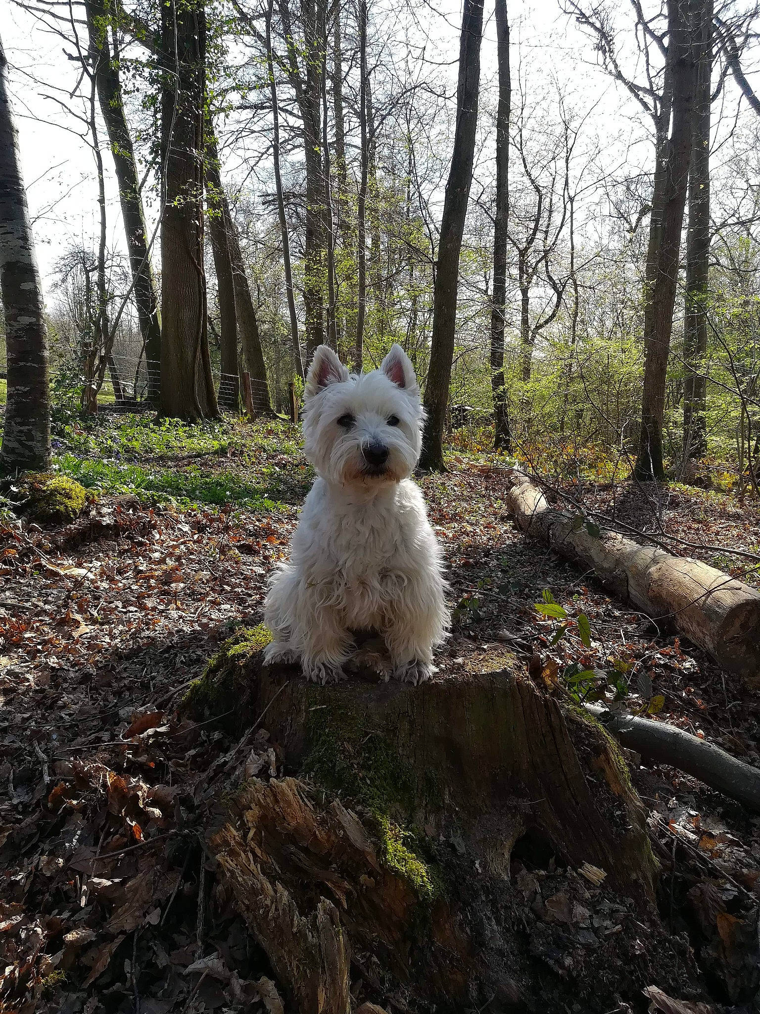Galopin participe au concours pour gagner de l'argent avec cette photo : cairn_terrier, canidae, carnivore, dog, dog_breed, forest, glen_of_imaal_terrier, mammal, plant, small_terrier, terrier, tree, vertebrate, west_highland_white_terrier