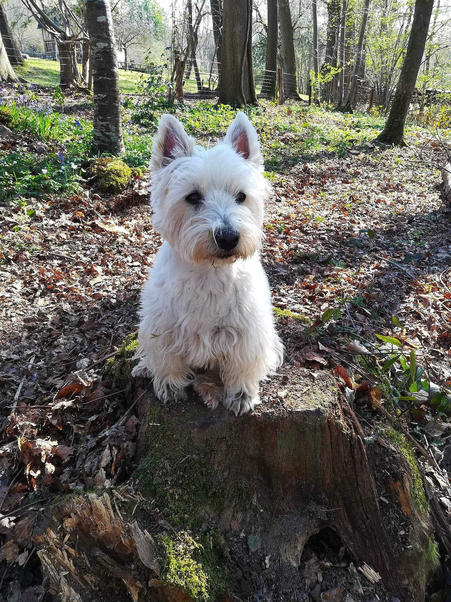 Galopin a rejoint le concours — aidez-le/la à gagner de superbes lots ! cairn_terrier, canidae, carnivore, companion_dog, dog, dog_breed, mammal, norwich_terrier, plant, rare_breed_dog, small_terrier, terrier, vertebrate, west_highland_white_terrier