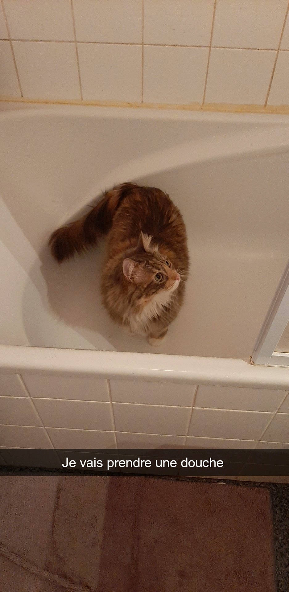 Nalla a rejoint le concours — aidez-le/la à gagner de superbes lots ! carnivore, cat, felidae, maine_coon, norwegian_forest_cat, small_to_medium_sized_cats, whiskers