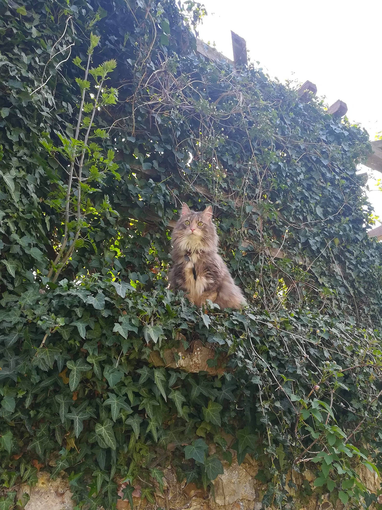 Nalla participe au concours pour gagner de l'argent avec cette photo : branch, fawn, forest, jungle, plant, plant_community, shrub, tree, wildlife