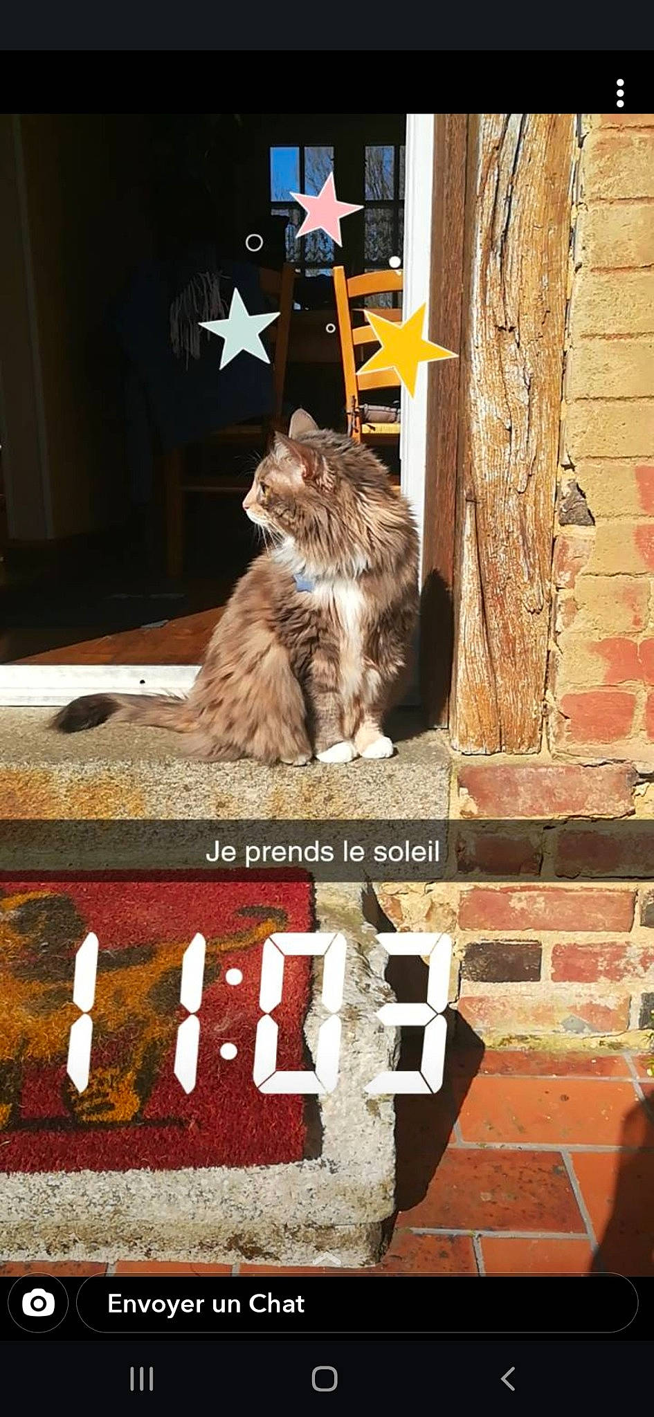 Nalla a rejoint le concours — aidez-le/la à gagner de superbes lots ! carnivore, cat, felidae, font, fur, kitten, norwegian_forest_cat, photo_caption, polydactyl_cat, small_to_medium_sized_cats