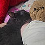 animal, black_cat, blanket, cat, close_up, comfort, cozy, cushion, fur, home, human_arm, indoor, pet, relaxation, resting, sleepy, snuggling, soft_toys, stuffed_animal, teddy_bear
