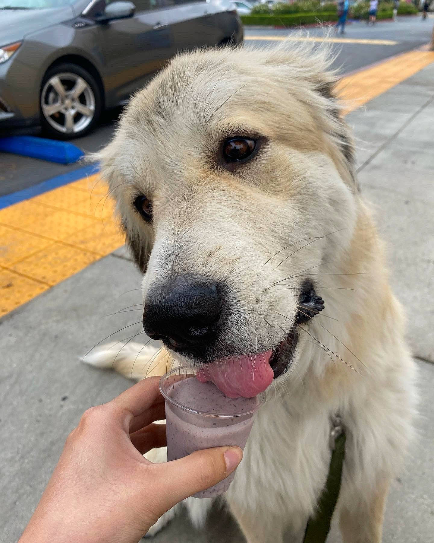 Azula joined the competition — help win amazing prizes! automotive_tire, canidae, carnivore, collar, companion_dog, dog, dog_breed, dog_collar, fawn, fur, personal_luxury_car, pet_supply, snout, sporting_group, tail, tire, vehicle, wheel, whiskers, working_animal