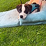 Percy joined the competition — help win amazing prizes! puppy, dog, blue_harness, cushion, outdoor, grass, greenery, pet, animal, resting, cute, young_dog, relaxed, nature, summer, soft_texture, looking_up, daylight, canine, playful