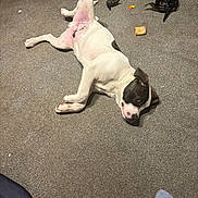 Percy is registered to the contest to win money with this photo: dog, carpet, floor, lying_down, white, black_spot, pet, indoor, paw, relaxed, playful, home, casual, foot, sock, object, animal, resting, pink_belly, domestic
