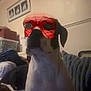 Percy is registered to the contest to win money with this photo: dog, mask, indoor, carpet, furniture, wall, picture_frame, superhero_mask, costume, pet, animal, black_and_white, blurred, low_light, seated, cozy, home, spiderman, funny, portrait