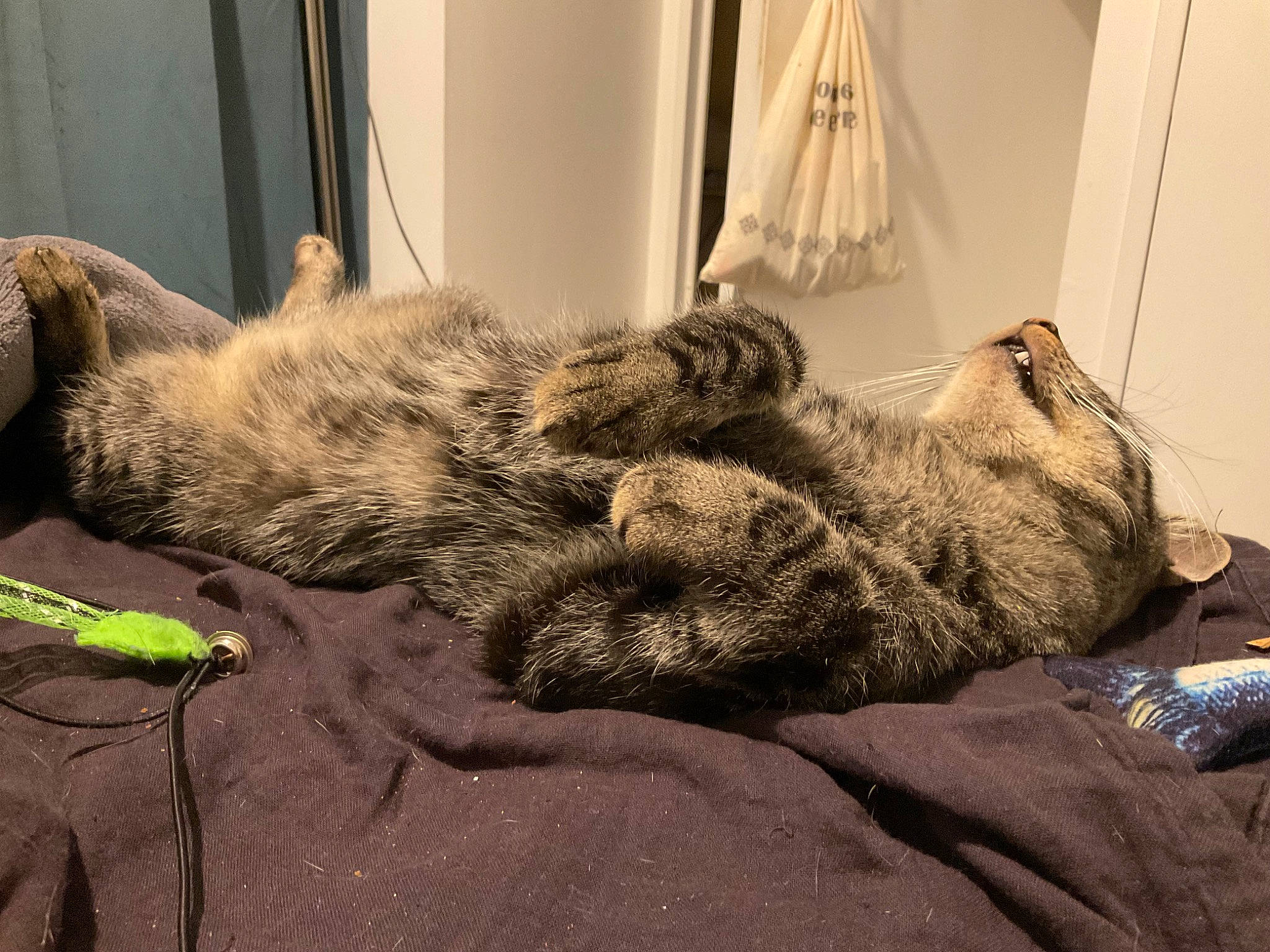 Twister a rejoint le concours — aidez-le/la à gagner de superbes lots ! bedding, carnivore, cat, claw, comfort, curtain, domestic_short_haired_cat, felidae, flooring, fur, grey, linens, paw, small_to_medium_sized_cats, snout, sporting_group, tail, whiskers, wood, wool