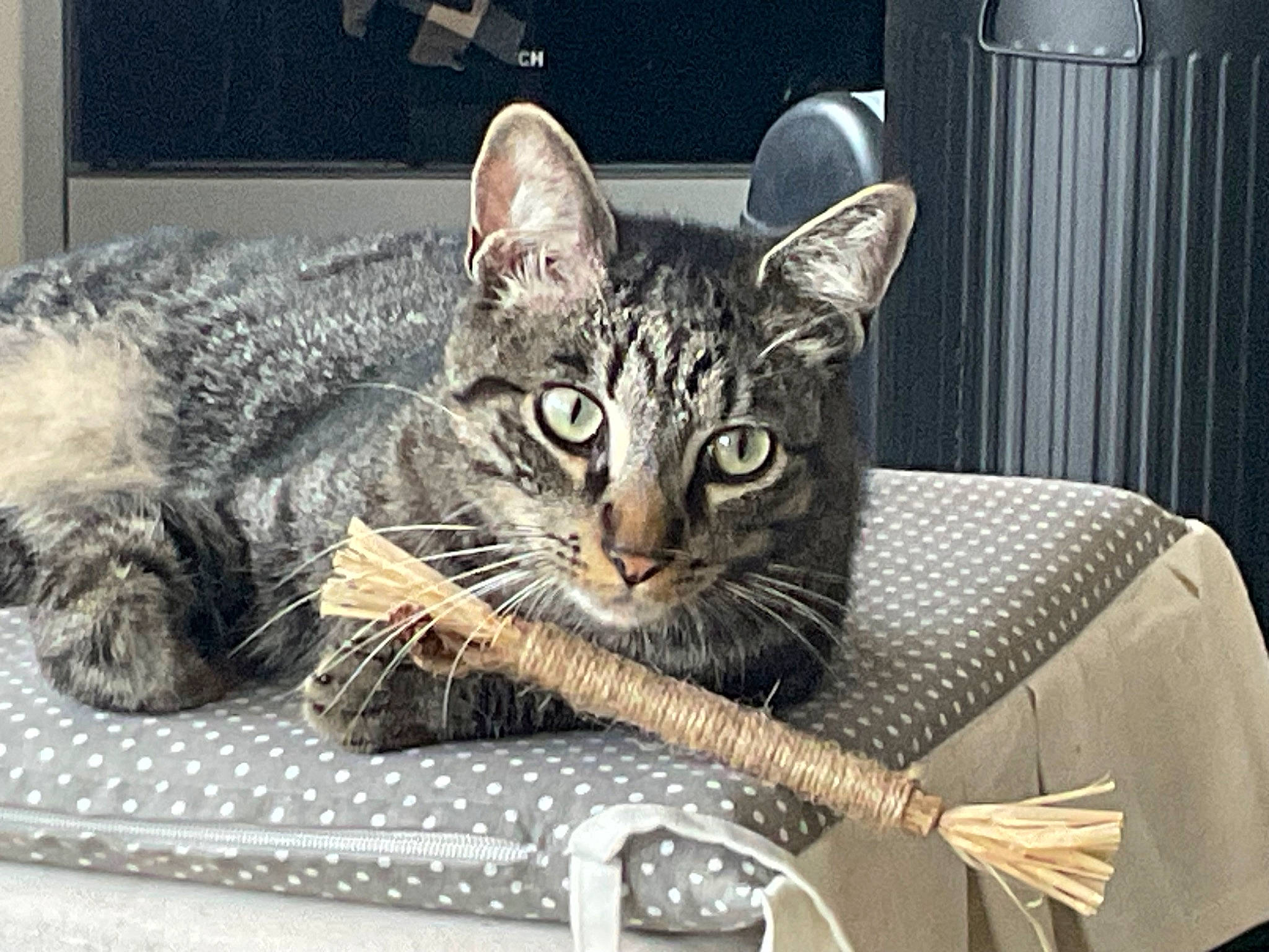 Twister a rejoint le concours — aidez-le/la à gagner de superbes lots ! carnivore, cat, cat_supply, comfort, domestic_short_haired_cat, felidae, fur, linens, small_to_medium_sized_cats, snout, terrestrial_animal, vehicle, whiskers, wildlife