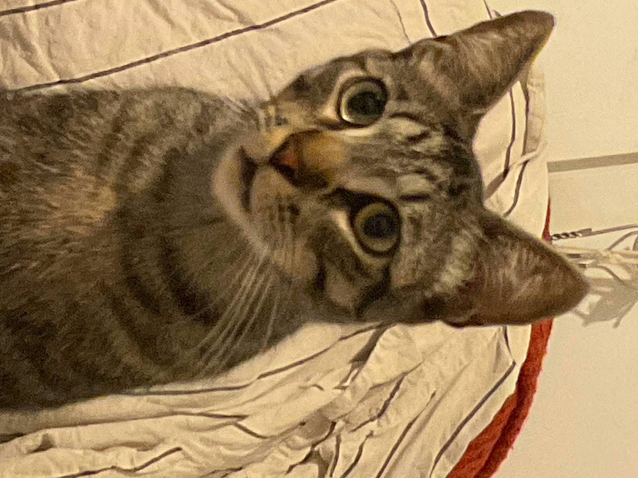 Twister a rejoint le concours — aidez-le/la à gagner de superbes lots ! art, carnivore, cat, domestic_short_haired_cat, drawing, fang, felidae, fur, illustration, jaw, lynx, painting, paw, small_to_medium_sized_cats, snout, terrestrial_animal, visual_arts, whiskers, wildlife, wood