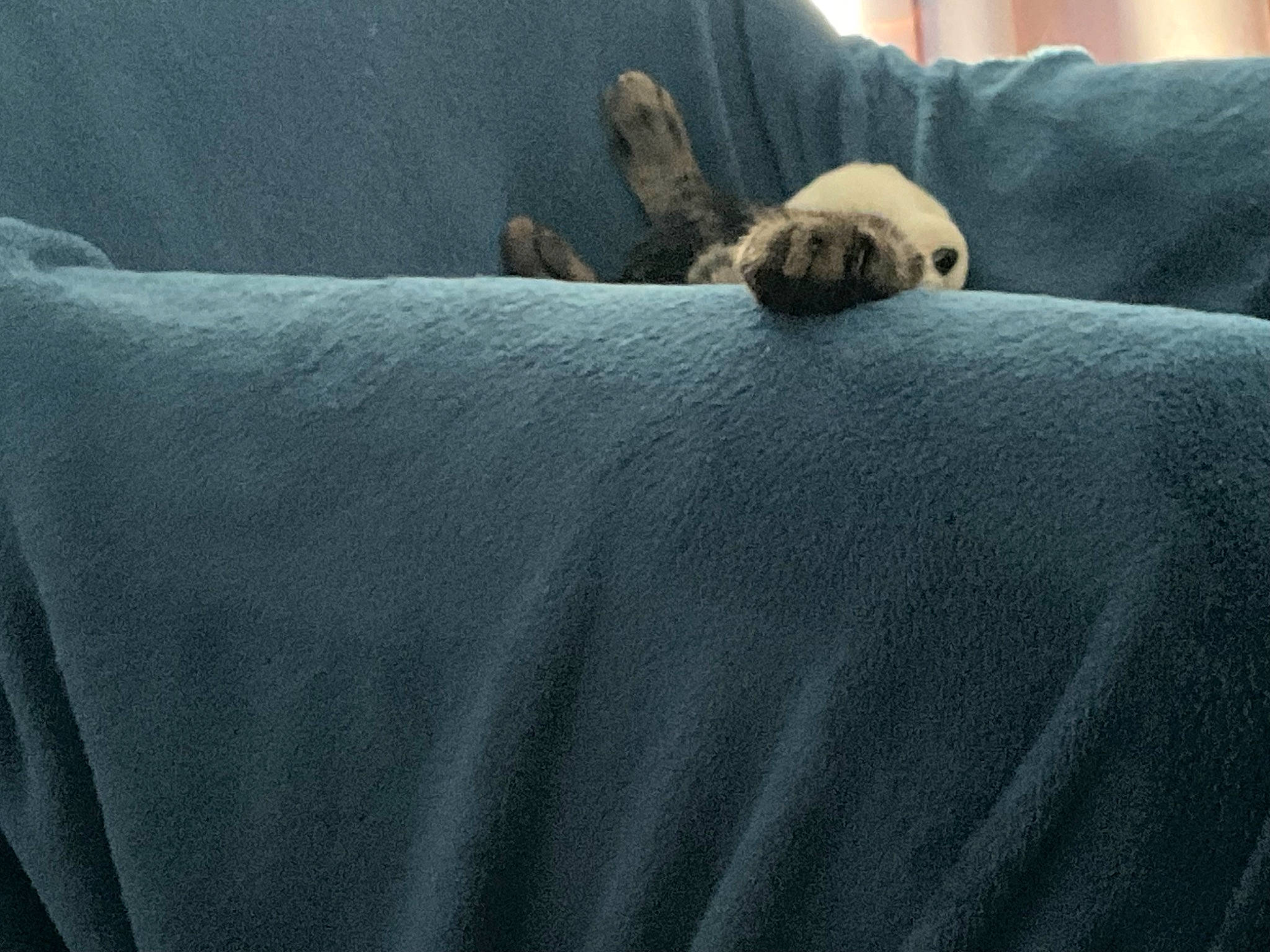 Twister a rejoint le concours — aidez-le/la à gagner de superbes lots ! bedding, blanket, carnivore, comfort, dog_breed, fawn, felidae, fur, grass, grey, linens, pattern, paw, sleeve, small_to_medium_sized_cats, tail, terrestrial_animal, whiskers, wood, wool