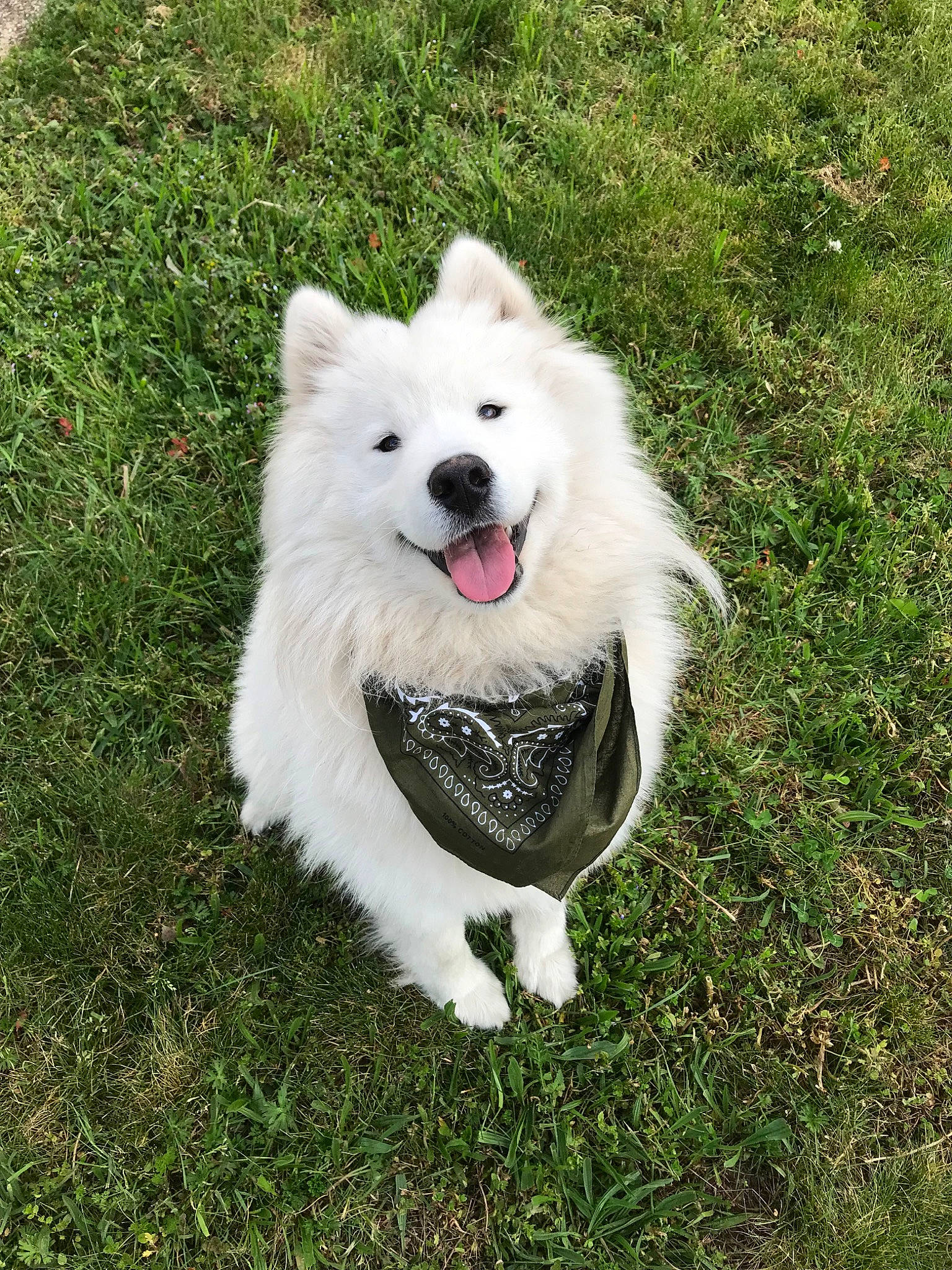 Orage participe au concours pour gagner de l'argent avec cette photo : american_eskimo_dog, berger_blanc_suisse, canadian_eskimo_dog, canidae, carnivore, companion_dog, dog, dog_breed, german_spitz, german_spitz_klein, german_spitz_mittel, grass, japanese_spitz, kintamani, mammal, rare_breed_dog, samoyed, spitz, vertebrate, volpino_italiano