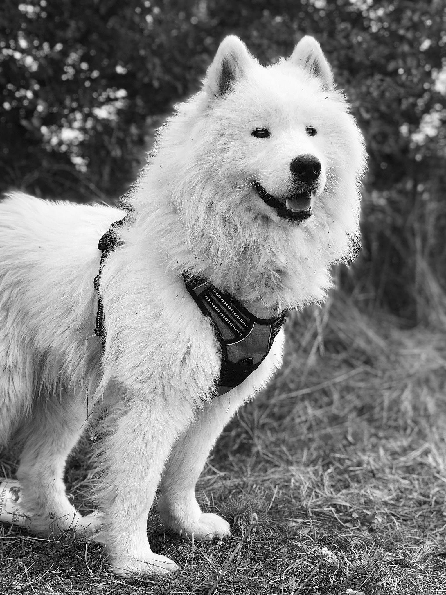 Orage a rejoint le concours — aidez-le/la à gagner de superbes lots ! american_eskimo_dog, ancient_dog_breeds, berger_blanc_suisse, black_and_white, canadian_eskimo_dog, canidae, carnivore, companion_dog, dog, dog_breed, eurasier, german_spitz, german_spitz_klein, german_spitz_mittel, japanese_spitz, mammal, samoyed, vertebrate, volpino_italiano, white_shepherd
