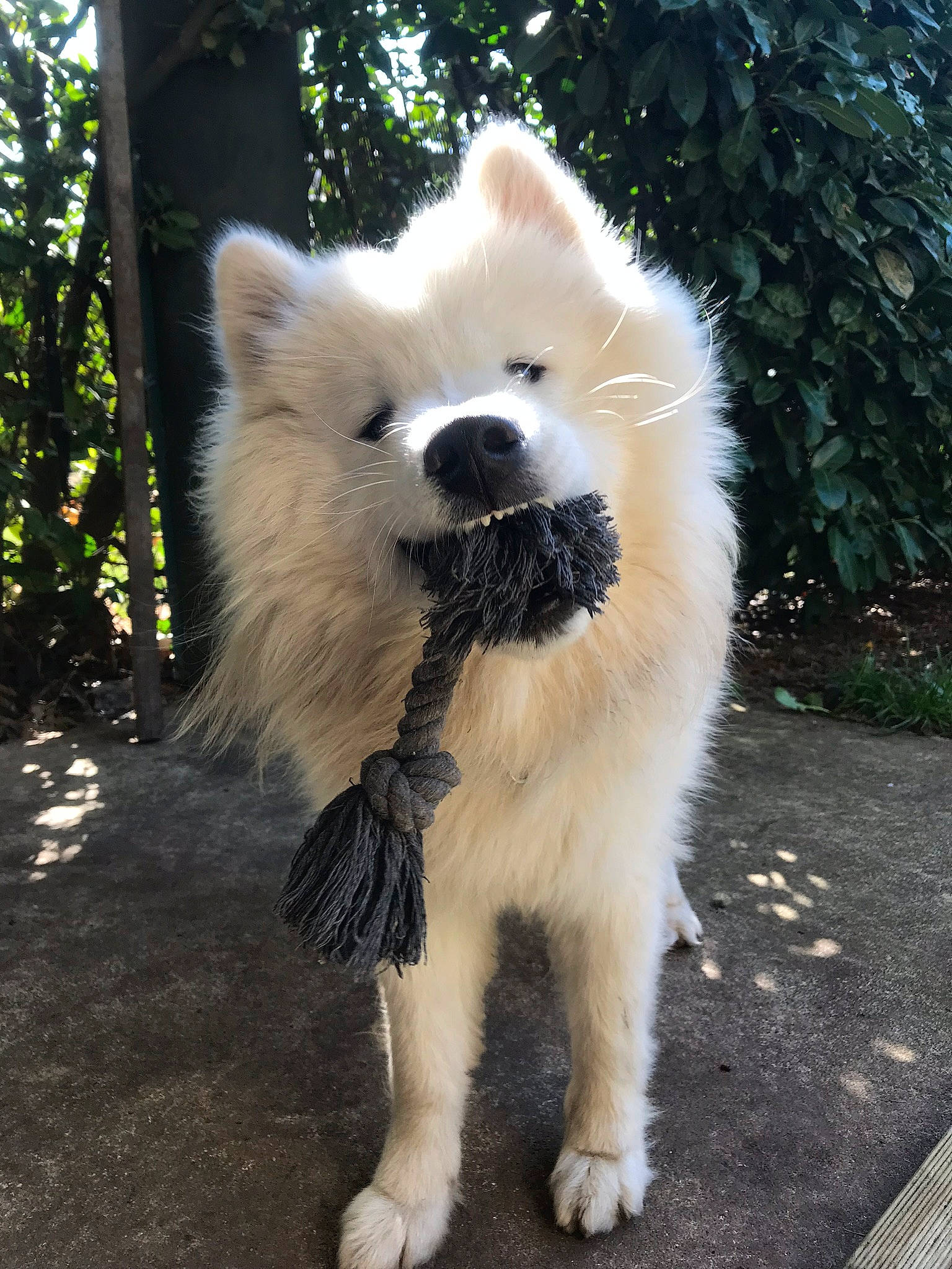 Orage a rejoint le concours — aidez-le/la à gagner de superbes lots ! akita, akita_inu, ancient_dog_breeds, berger_blanc_suisse, canadian_eskimo_dog, canidae, carnivore, companion_dog, dog, dog_breed, eurasier, fawn, fur, japanese_spitz, kintamani, mammal, samoyed, vertebrate, volpino_italiano