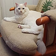 Michael Daniel joined the competition — help win amazing prizes! cat, white_cat, fluffy, pet, animal, indoor, furniture, cushion, chair, wooden_armrest, relaxed, looking_at_camera, tail, paws, cozy, home, decorative_pillow, domestic_cat, mammal, resting
