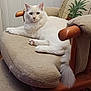 cat, white_cat, fluffy, pet, animal, indoor, furniture, cushion, chair, wooden_armrest, relaxed, looking_at_camera, tail, paws, cozy, home, decorative_pillow, domestic_cat, mammal, resting
