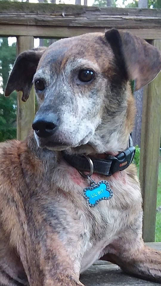 Lil Bit joined the competition — help win amazing prizes! canidae, carnivore, collar, companion_dog, dog, dog_breed, dog_collar, fawn, fur, non_sporting_group, pet_supply, sighthound, snout, sporting_group, terrestrial_animal, whiskers, working_animal, working_dog