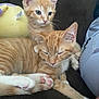 Blue And Winston joined the competition — help win amazing prizes! animal, cat, close_up, couch, cute, domestic_animal, ears, feline, fur, indoor, kitten, orange_tabby, paw, pet, pink_paw_pad, plush_toy, relaxing, resting, sleeping, whiskers