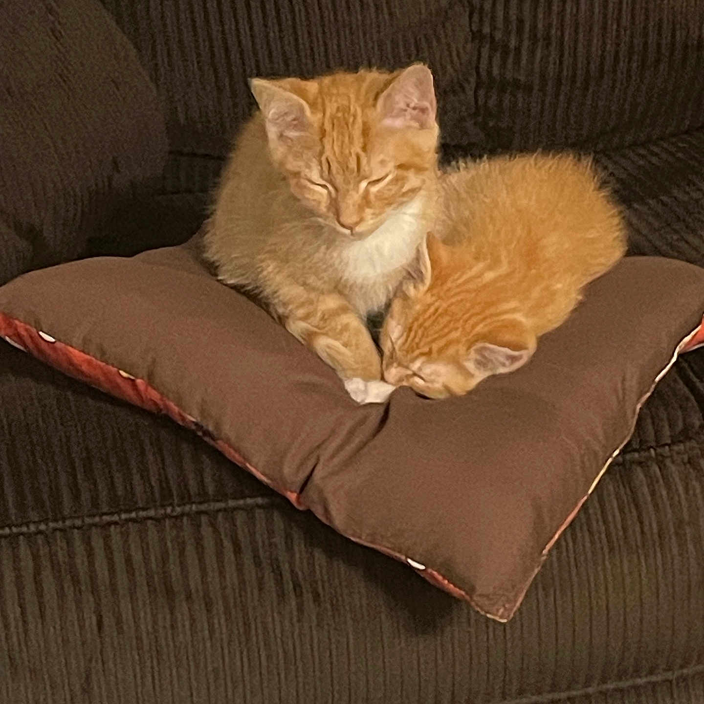 Blue And Winston joined the competition — help win amazing prizes! animal, brown_couch, brown_cushion, cat, close_up, cozy, cute, domestic, feline, fur, ginger_cat, household, indoor, kitten, pet, relaxed, resting, sleeping, soft, two_cats