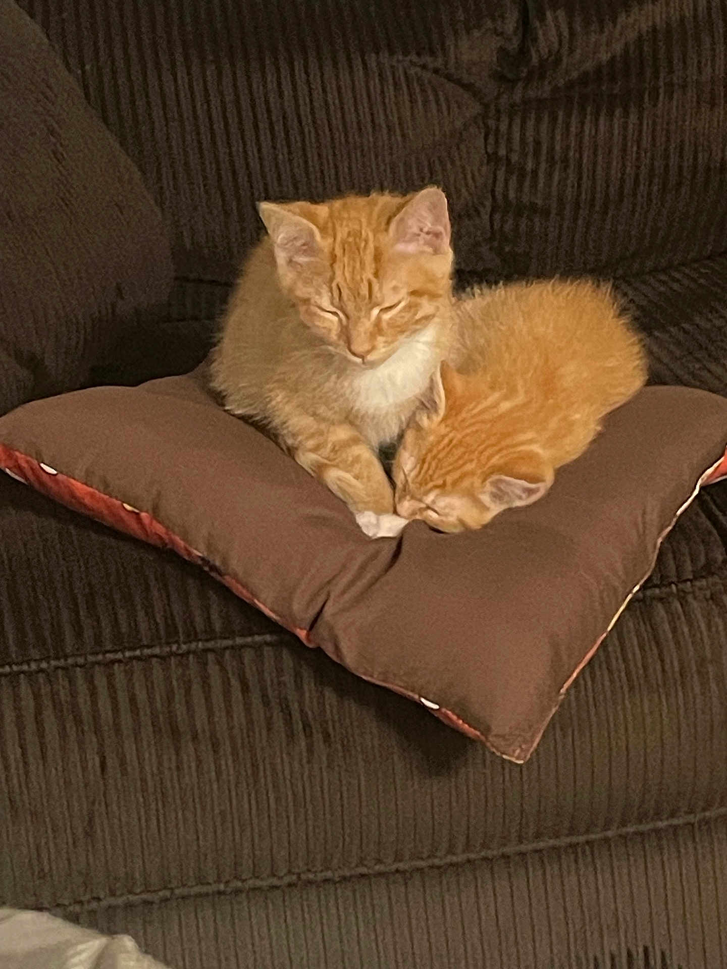 Blue And Winston joined the competition — help win amazing prizes! animal, brown_couch, brown_cushion, cat, close_up, cozy, cute, domestic, feline, fur, ginger_cat, household, indoor, kitten, pet, relaxed, resting, sleeping, soft, two_cats