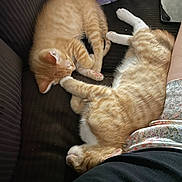 Blue And Winston is registered to the contest to win money with this photo: animal, cat, closeup, companion, couch, cozy, cute, domestic_cat, feline, ginger_cat, indoor, napping, paw, pet, plush_toy, resting, sleeping, soft, striped, tabby