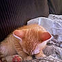 animal, blanket, cat, closeup, cozy, cute, domestic_cat, feline, fur, indoor, kitten, orange_cat, paw, pet, resting, sleeping, soft, striped_couch, white_fur, young_cat
