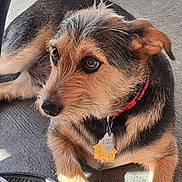 Buster is registered to the contest to win money with this photo: dog, pet, collar, tag, fur, paw, floor, shoe, sunlight, closeup, animal, cute, laying, brown, black, texture, domestic, canine, resting, outdoor