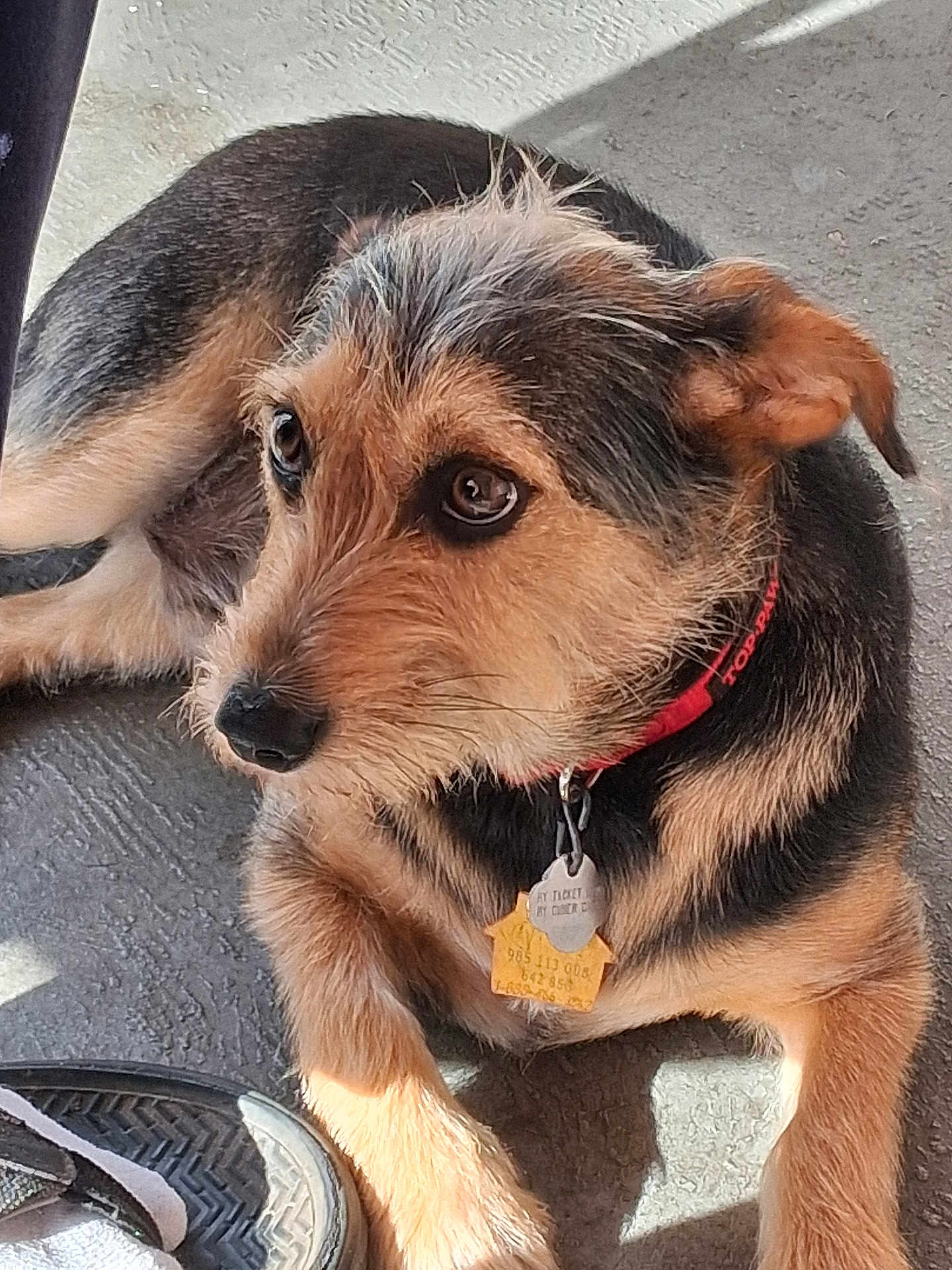 Buster is registered to the contest to win money with this photo: dog, pet, collar, tag, fur, paw, floor, shoe, sunlight, closeup, animal, cute, laying, brown, black, texture, domestic, canine, resting, outdoor