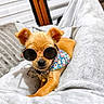 dog, puppy, sunglasses, bandana, cute, pet, lying_down, blanket, indoor, small_dog, fur, relaxed, accessory, animal, closeup, adorable, cozy, fashion, portrait, companion