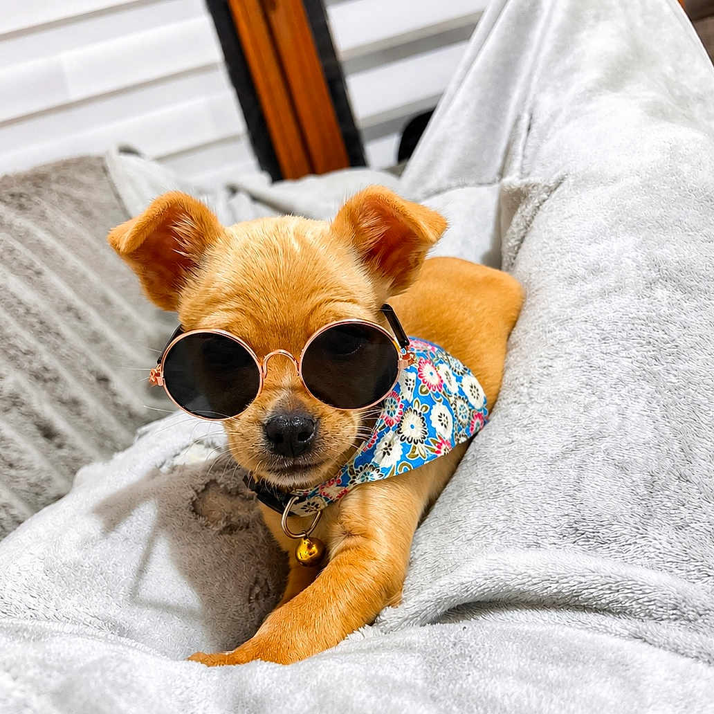 Héra a rejoint le concours — aidez-le/la à gagner de superbes lots ! dog, puppy, sunglasses, bandana, cute, pet, lying_down, blanket, indoor, small_dog, fur, relaxed, accessory, animal, closeup, adorable, cozy, fashion, portrait, companion