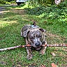 Raja Love joined the competition — help win amazing prizes! branch, brown_dog, cabin, canine, car, chewing, dog, forest, grass, gray_dog, harness, nature, outdoor, parked_car, pit_bull, playful, stick, trees, white_marking, woodland