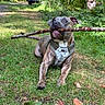 Raja Love is registered to the contest to win money with this photo: animal, branch, brindle, cabin, carrying, dog, forest, funny, grass, harness, nature, outdoor, parked_car, pet, playful, portrait, sitting, stick, sunlight, trees