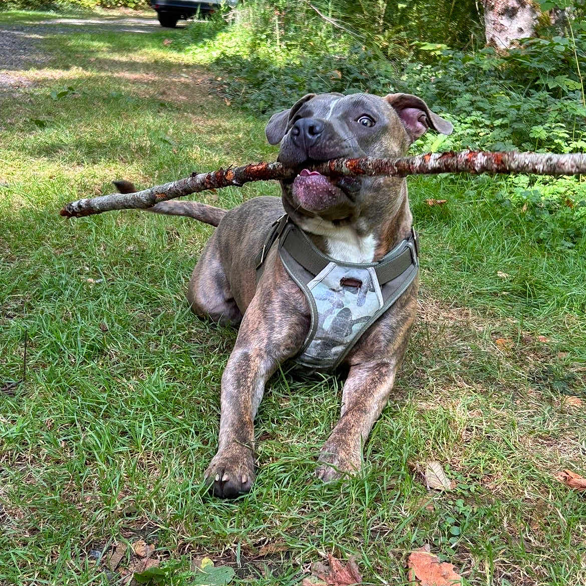 Raja Love is registered to the contest to win money with this photo: animal, branch, brindle, cabin, carrying, dog, forest, funny, grass, harness, nature, outdoor, parked_car, pet, playful, portrait, sitting, stick, sunlight, trees