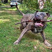 Raja Love joined the competition — help win amazing prizes! brindle_coat, cabin, car, collar, dog, fetch, forest, grass, happy, harness, open_mouth, outdoor, pet, playing, portrait, stick, sunlight, teeth, trees, woodland