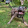 brindle_coat, cabin, car, collar, dog, fetch, forest, grass, happy, harness, open_mouth, outdoor, pet, playing, portrait, stick, sunlight, teeth, trees, woodland