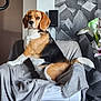 Hollye participe au concours pour gagner de l'argent avec cette photo : animal, beagle, blanket, chair, cozy, decor, dog, ears, expression, face, flower, fur, furniture, home, indoor, modern, pet, sitting, tail, wallpaper