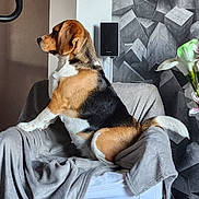 Hollye a rejoint le concours — aidez-le/la à gagner de superbes lots ! animal, beagle, black, blanket, brown, calla_lily, chair, dog, flower, fur, geometric_wall, gray, home_decor, indoor, pet, side_view, sitting, tail, wall_speaker, white