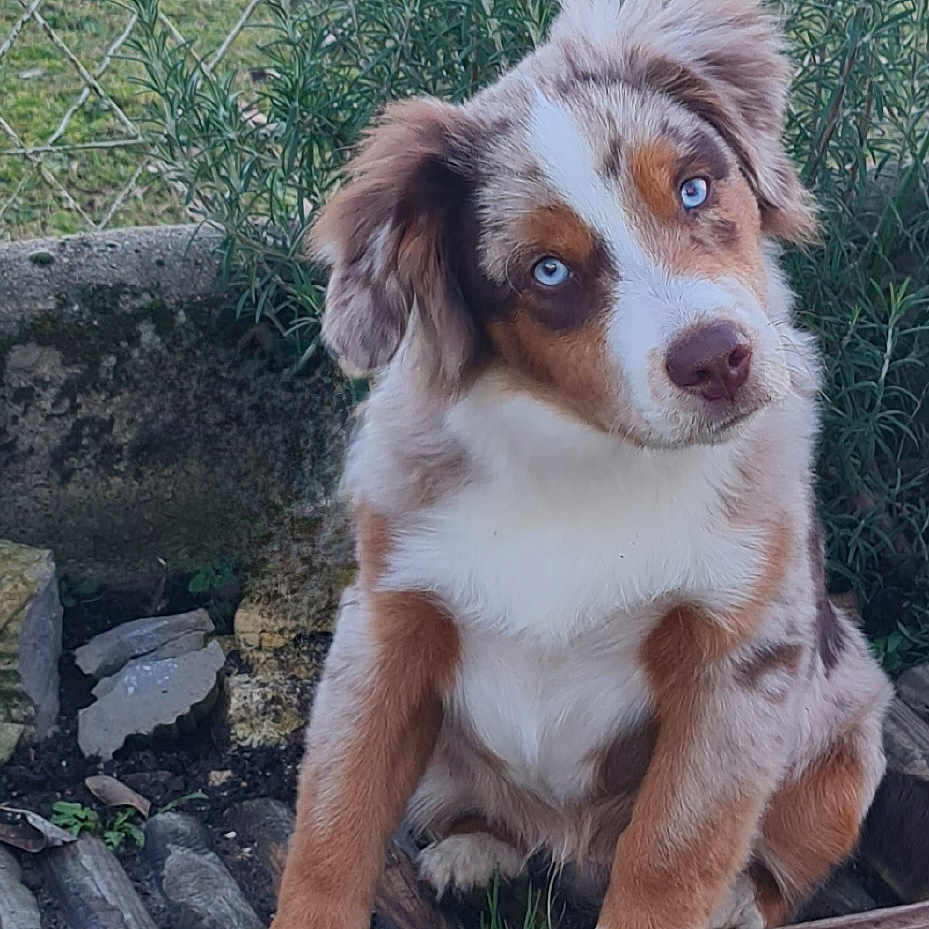 Shaman a rejoint le concours — aidez-le/la à gagner de superbes lots ! animal, backyard, canine, dog, face, fence, grass, hound, nature, outdoors, pet, plant, pottedplant, puppy, rock, slate, soil, tree, wood, yard