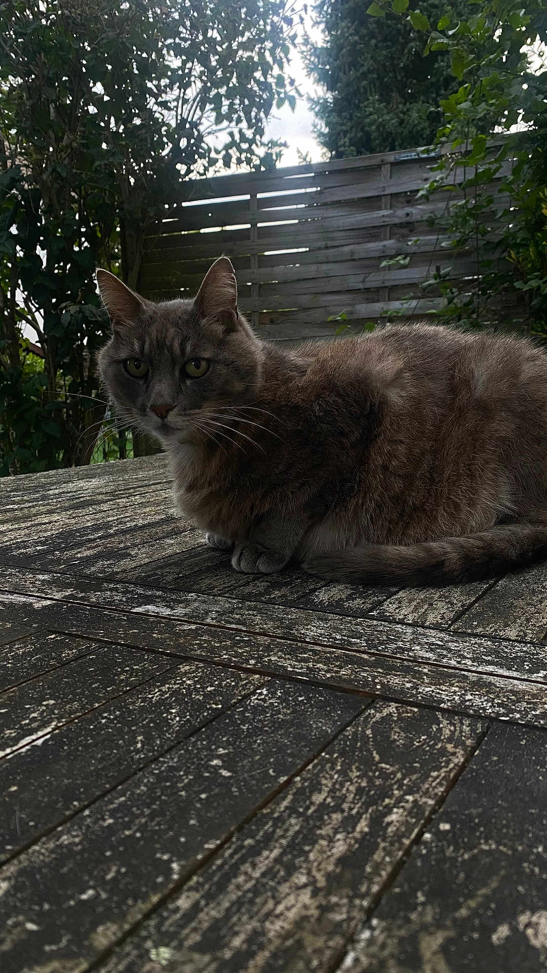 Bouille participe au concours pour gagner de l'argent avec cette photo : cat, feline, pet, outdoor, garden, wooden_table, fence, greenery, whiskers, fur, portrait, close_up, sitting, table_surface, evening, moody, ears, paws, nature, domestic_animal