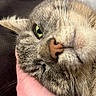 Bouille a rejoint le concours — aidez-le/la à gagner de superbes lots ! cat, close_up, cuddling, domestic_cat, ear, eye_contact, fur, fur_texture, green_eyes, hand, indoor, mouth, nose, pet, portrait, relaxed, sleeping, sofa, tabby, whiskers