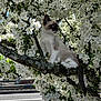 cat, siamese_cat, kitten, tree_branch, white_flowers, blossoms, outdoor, nature, spring, green_leaves, moss, animal, pet, fluffy, young_cat, feline, sunlight, daytime, curious, garden