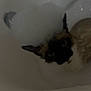 cat, bathtub, bubbles, foam, pet, animal, indoor, water, wet, ears, face, fur, closeup, dark, mysterious, grumpy, bath, cleaning, domestic, feline