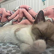 Mochi is registered to the contest to win money with this photo: kitten, sleeping, cat, furry, blanket, pink_blanket, cozy, bed, resting, pet, animal, cute, whiskers, paw, soft, indoor, feline, fur, relaxing, closeup