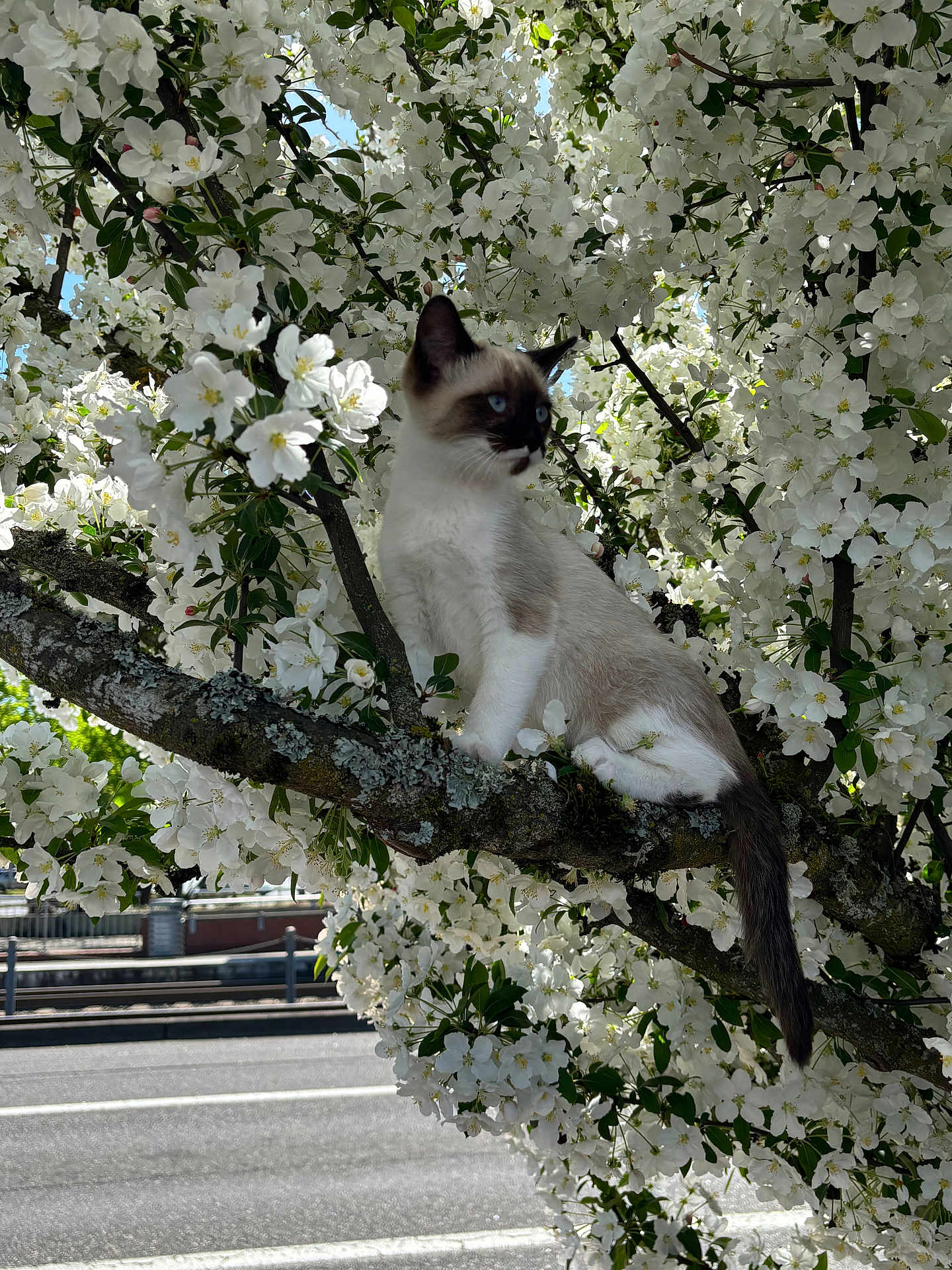 Mochi