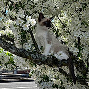 Toph joined the competition — help win amazing prizes! cat, siamese_cat, kitten, tree_branch, white_flowers, blossoms, outdoor, nature, spring, green_leaves, moss, animal, pet, fluffy, young_cat, feline, sunlight, daytime, curious, garden