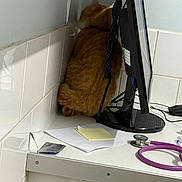 Fanta is registered to the contest to win money with this photo: animal, cable, cat, computer_monitor, corner, countertop, desk, feline, indoor, medical_equipment, mouse, office, orange_cat, papers, pet, postit_notes, reflection, stethoscope, wall, white_tiles